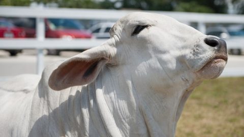 Miami International Agriculture, Horse & Cattle Show