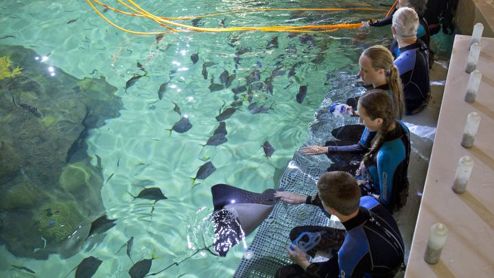 Discounts for new marine life attraction in the Florida Keys