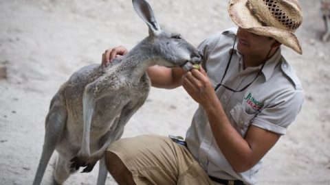 Jungle Island: Buy a ticket, get annual pass free