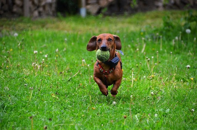 dachshund-361560_640