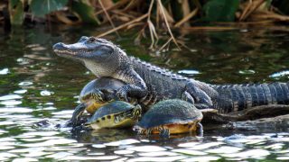 Everglades Fauna