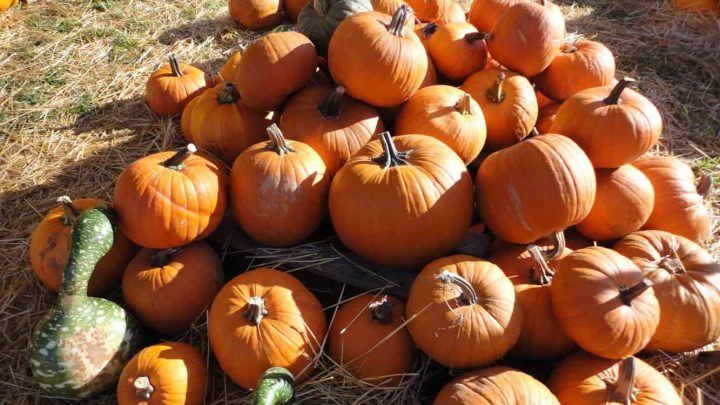 Find pumpkin patches around Miami