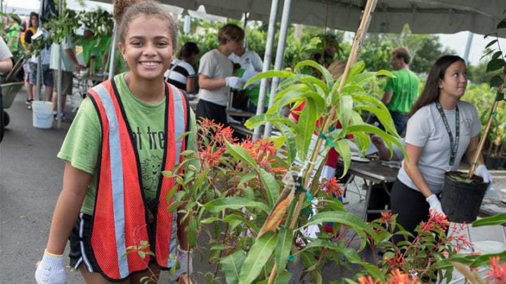 Free trees for Miami-Dade residents