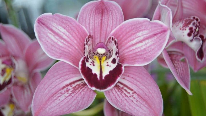 Tamiami International Orchid Festival: Get the dates here!