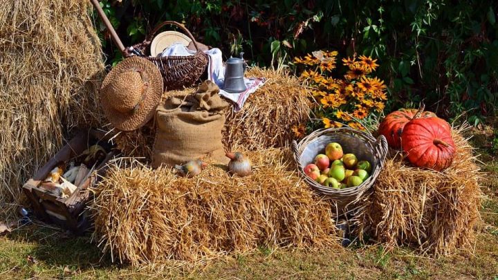 Fall harvest festivals popping up around Miami