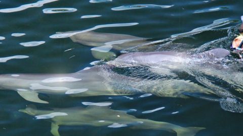 Florida resident discount to Dolphins Plus in Key Largo