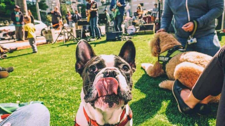 Free puppy brunch at Lummus Park