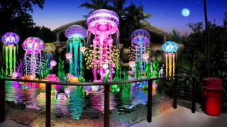 Jungle Island Luminosa deal