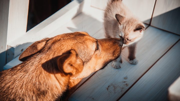 Hurricane prep for pets: Have your supplies?