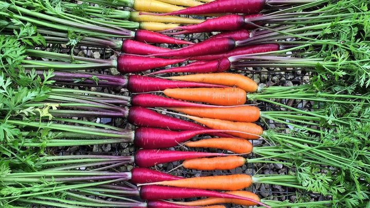 South Florida farms sell produce to public