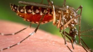 Got mosquitoes? Tips & help to keep ’em away