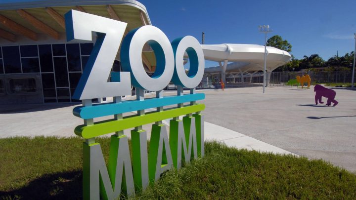 Zoo Miami’s open again! Stroll the wide open spaces