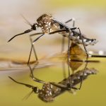 Got mosquitoes? Here’s how to get help