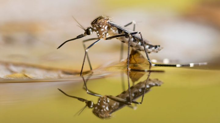 Got mosquitoes? Here’s how to get help