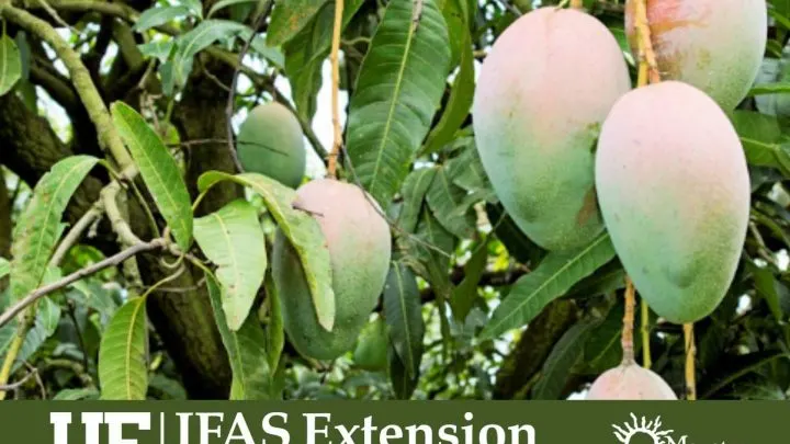 Free Florida webinars on fruit trees: Register now!