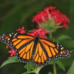 $5 off & Other Discounts for Butterfly World