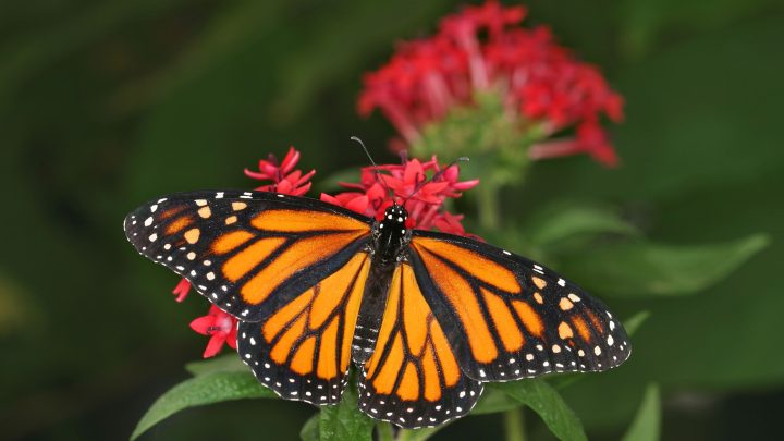 $5 off & Other Discounts for Butterfly World