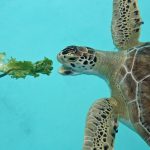 not open until further notice — Environmental Education Center in Hollywood features rescued Sea Turtle