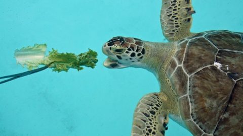 not open until further notice — Environmental Education Center in Hollywood features rescued Sea Turtle