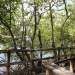 Secret Woods in Dania offers free entry, free parking & delightful nature walks