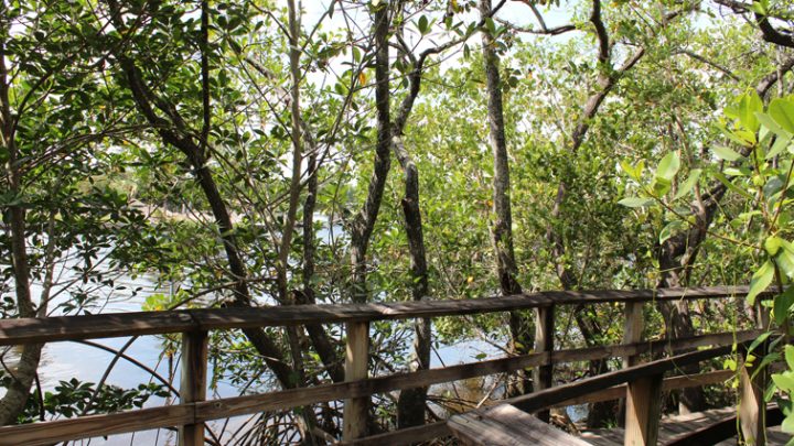 Secret Woods in Dania offers free entry, free parking & delightful nature walks