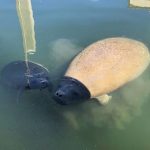 Manatees in Florida & free live webcam