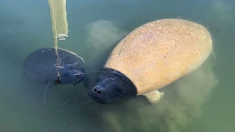 Manatees in Florida & free live webcam