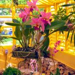 Plant fairs in South Florida