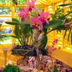 Plant fairs in South Florida