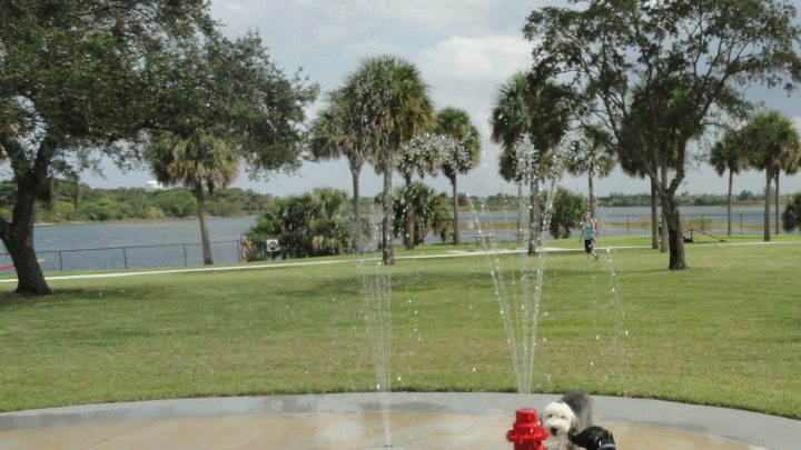 Dog Park With Water-Spraying Features At Quiet Waters Park in Deerfield